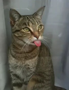 gato-lengua-fuera1.jpg
