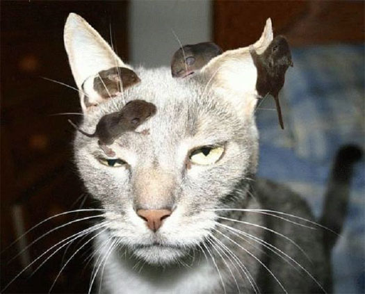 gato-molestas-crias-raton.jpg