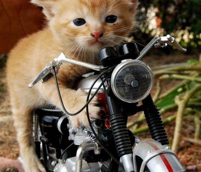 gato-motero.jpg