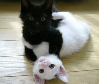 gato-negro-gato-blanco.jpg