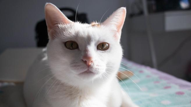 gato.r_d.1406-334-3417.jpe