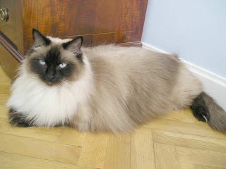 gato+ragdoll+III.jpg