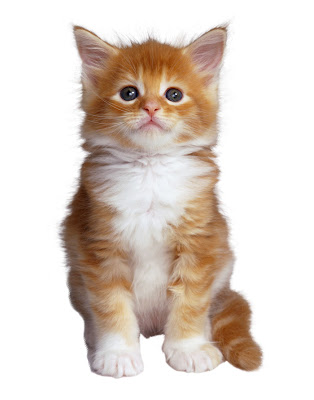 gato050034.jpg