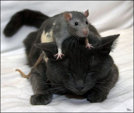 gato1442.jpg