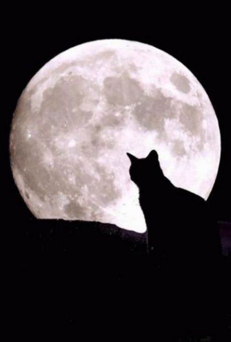 gato70.jpg