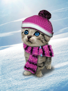 gato_abrigado.gif