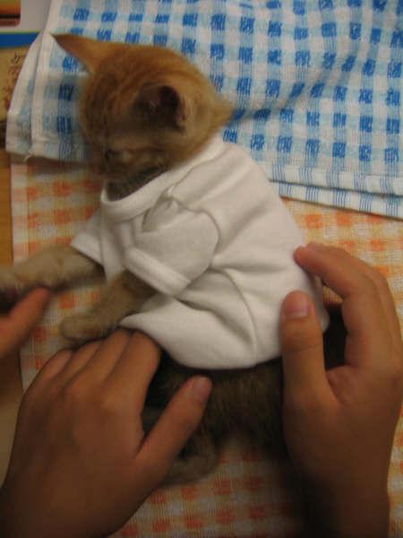 gato_abrigado.jpg
