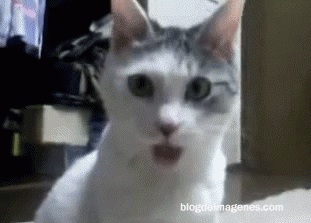 Gato_asombrado_thfffumb-1-.gif