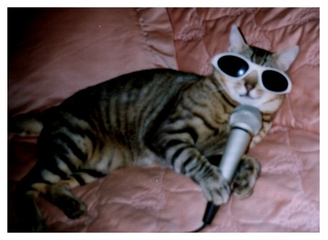 gato_cantante-640x640x80.jpg