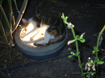 Gato_en_foco.jpg