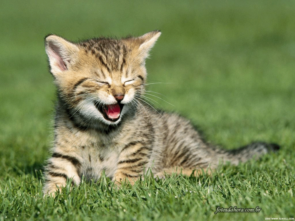 gato_feliz.gif
