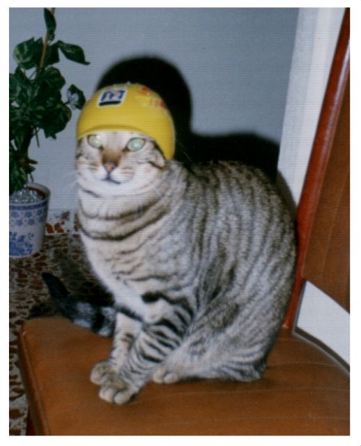 gato_motero-640x640x80.jpg