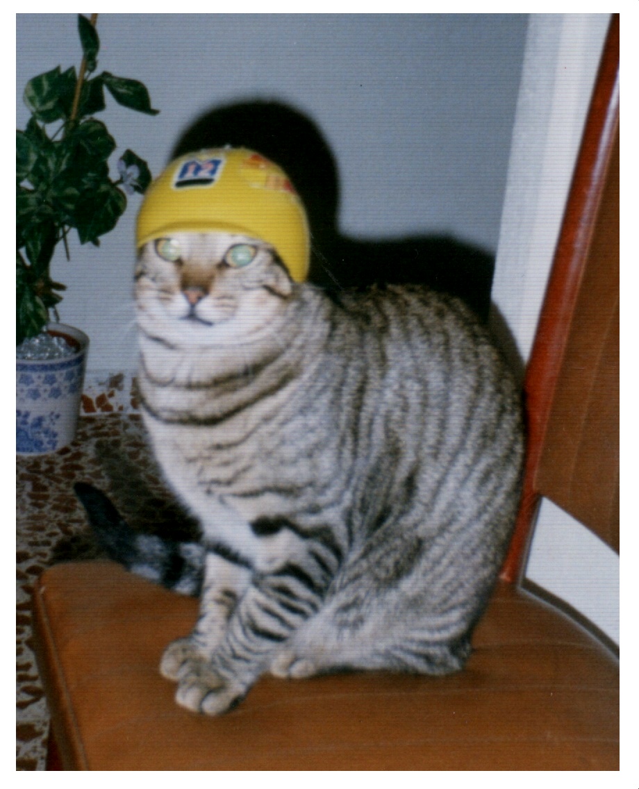 gato_motero.jpg