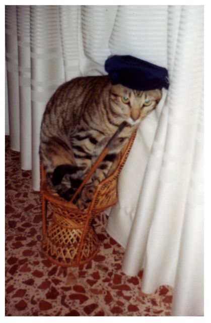 gato_pintor-640x640x80.jpg