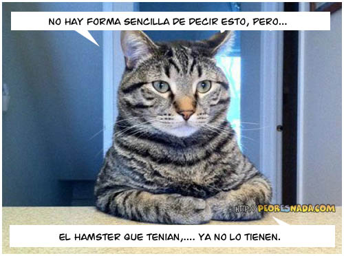 gato_sincero.jpg