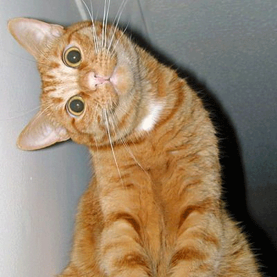 gato_sonrisa.gif