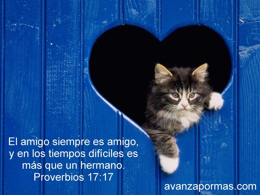 gatoazulLarge.jpg