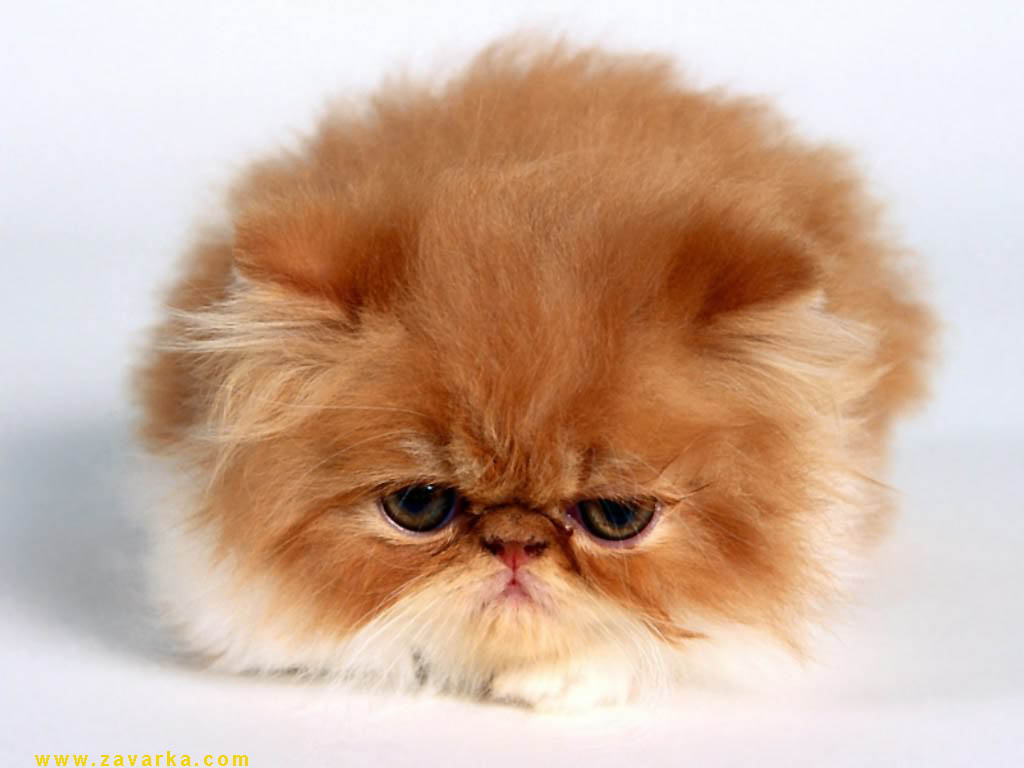 gatos-011.jpg