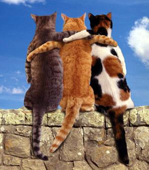 gatos-amigos1.jpg