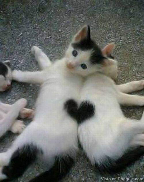 gatos-corazon-1.jpg