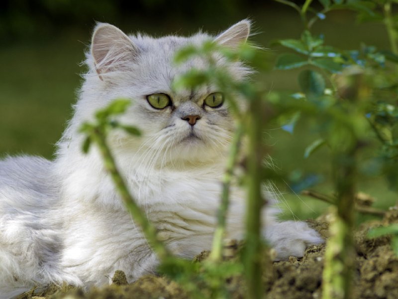 gatos-fondos-escritorio-800.jpg