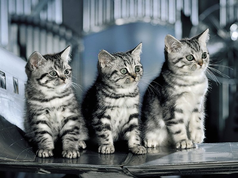 gatos-fondos-pantalla-800.jpg
