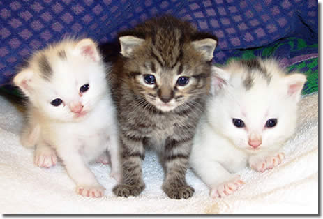 gatos-hipoalerg%C3%A9nicos.jpg