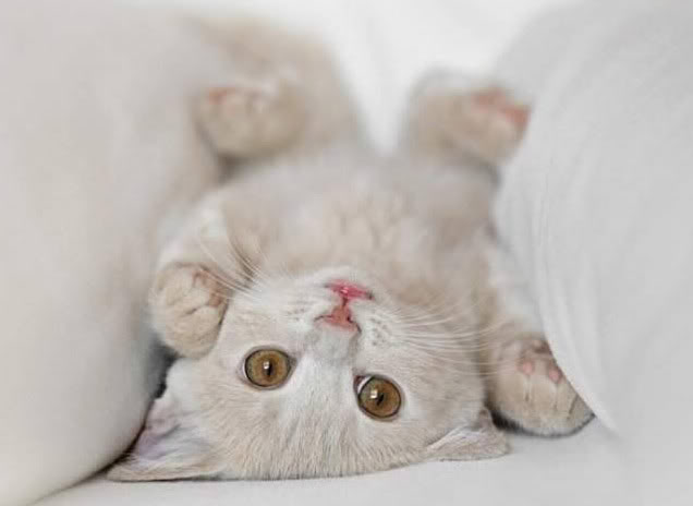 gatos.jpg