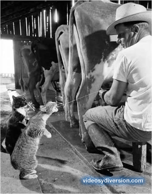 gatos-leche.jpg