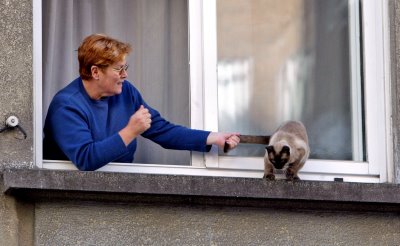 gatos-paracaidistas2.jpg