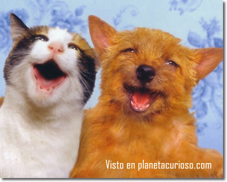 gatos-perro-amigos2.jpg