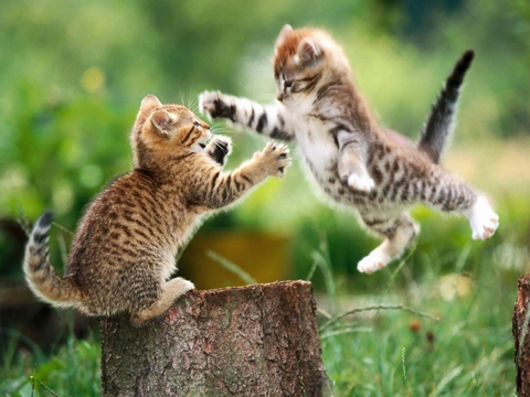 gatos_peleando.jpg