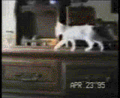 gatowned.gif