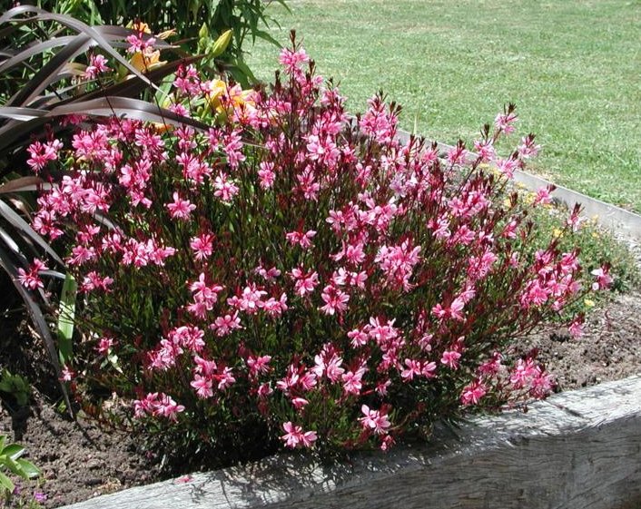 GauraPPGarden2.jpg