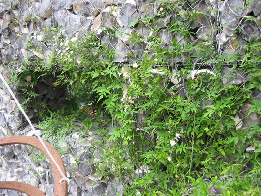 gaviony_trepadoraIMG_8103.jpg