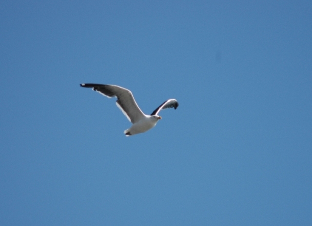 Gaviota_dominicana-larus_dominicanus.jpg