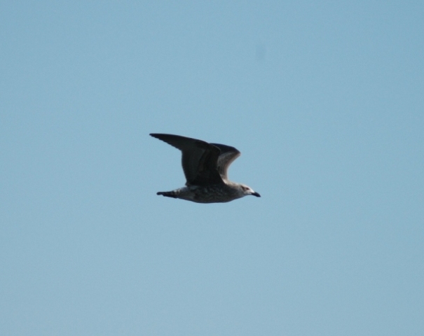 Gaviota_garuma-larus_modestus.jpg