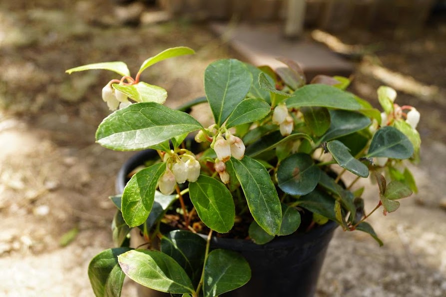GayubaVivero.JPG