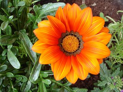 gazania%20naranja.JPG