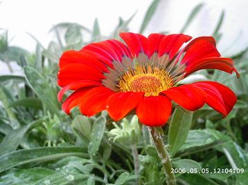 gazania%7E0.JPG