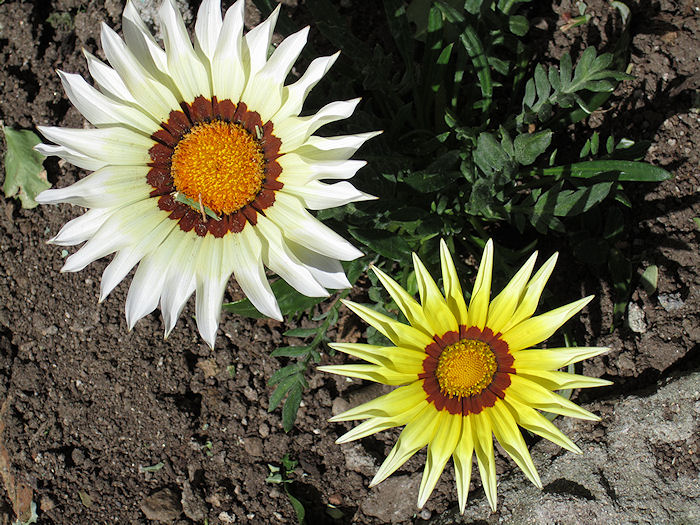 gazania+abril+2011+%25281%2529.jpg