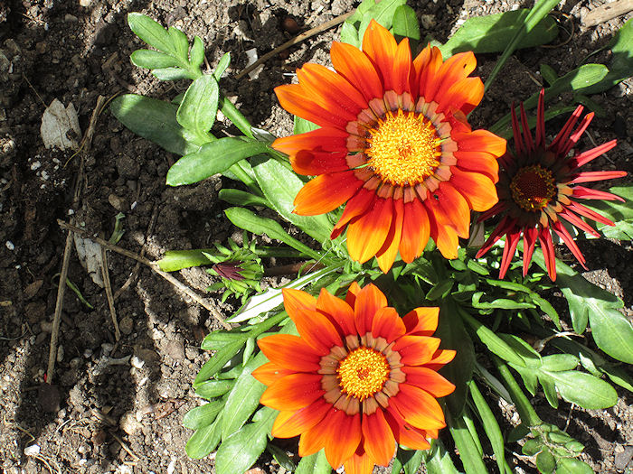 gazania+abril+2011.jpg