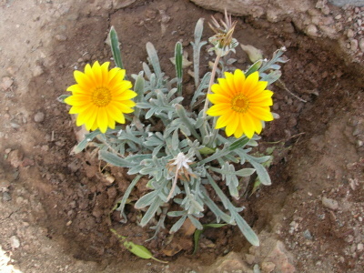 gazania.JPG