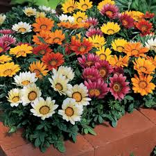 Gazania-Kiss-Mix.jpg