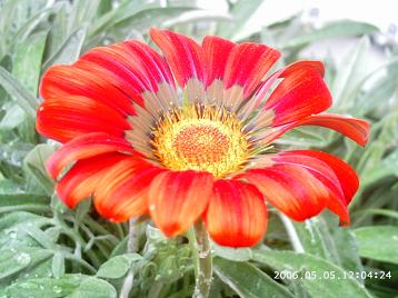 gazania1.JPG