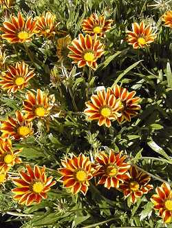 Gazania_rigens3.jpg