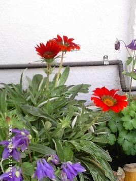 gazanias%20y%20aguile%F1as.JPG