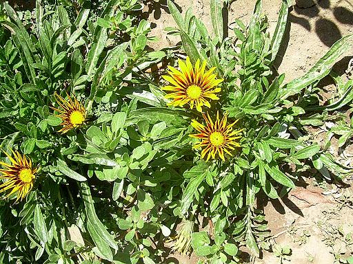 gazanias.JPG