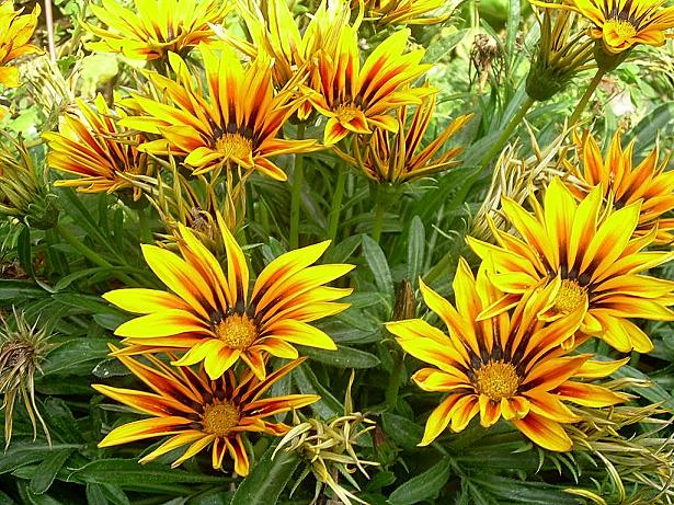 Gazanias.JPG