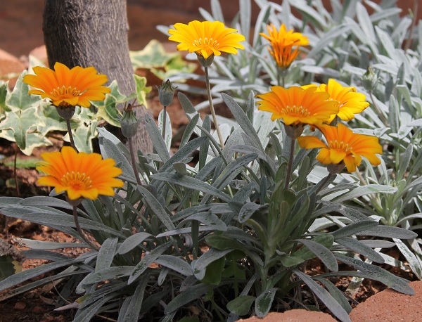 gazanias.jpg